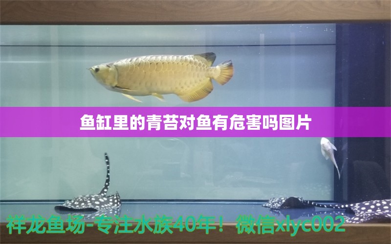 魚缸里的青苔對魚有危害嗎圖片