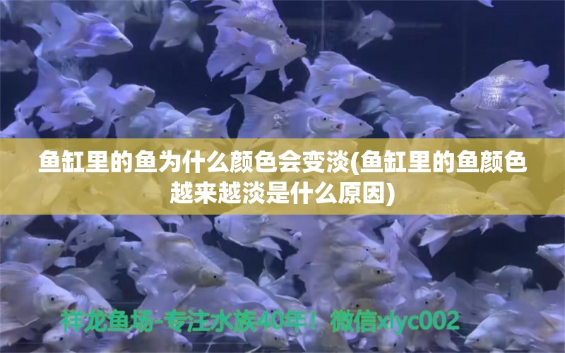 魚缸里的魚為什么顏色會變淡(魚缸里的魚顏色越來越淡是什么原因) 狗仔（招財貓)魚苗