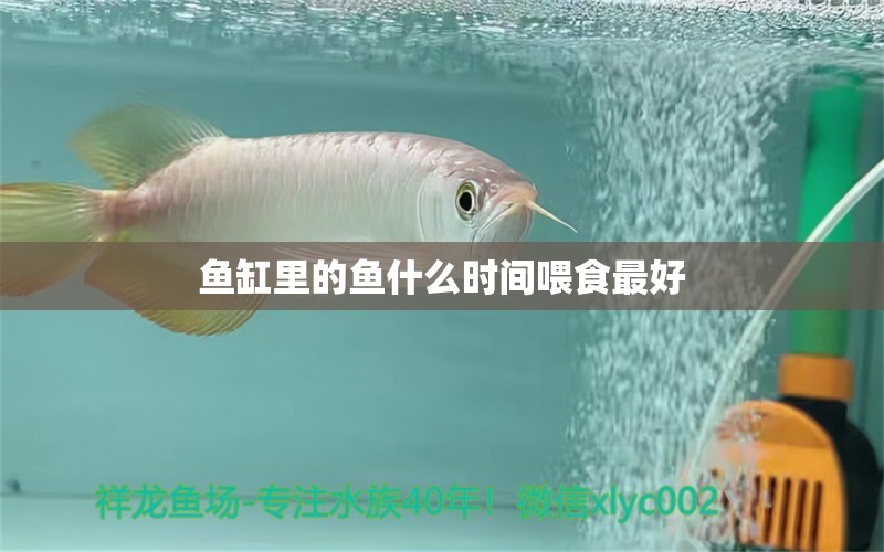 魚(yú)缸里的魚(yú)什么時(shí)間喂食最好 水族問(wèn)答 第2張