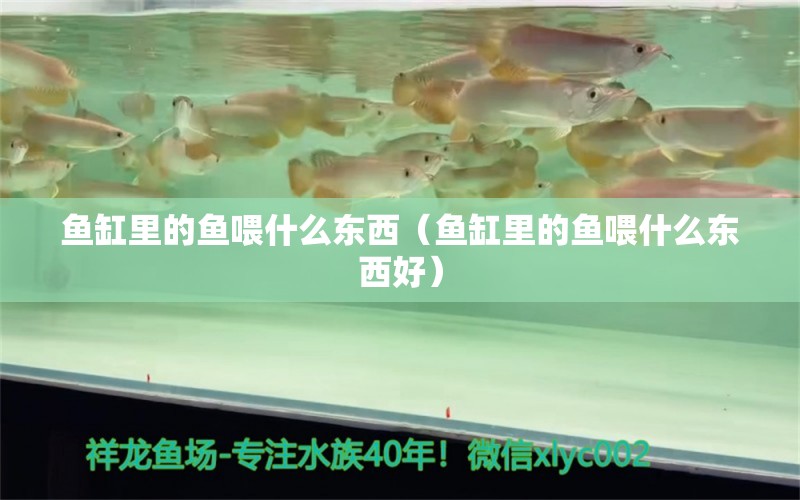 魚缸里的魚喂什么東西（魚缸里的魚喂什么東西好）