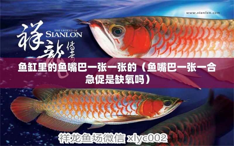 魚缸里的魚嘴巴一張一張的（魚嘴巴一張一合急促是缺氧嗎）