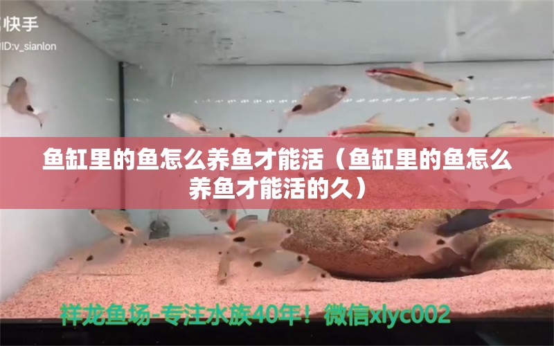 魚缸里的魚怎么養(yǎng)魚才能活（魚缸里的魚怎么養(yǎng)魚才能活的久） 帝王血鉆魚