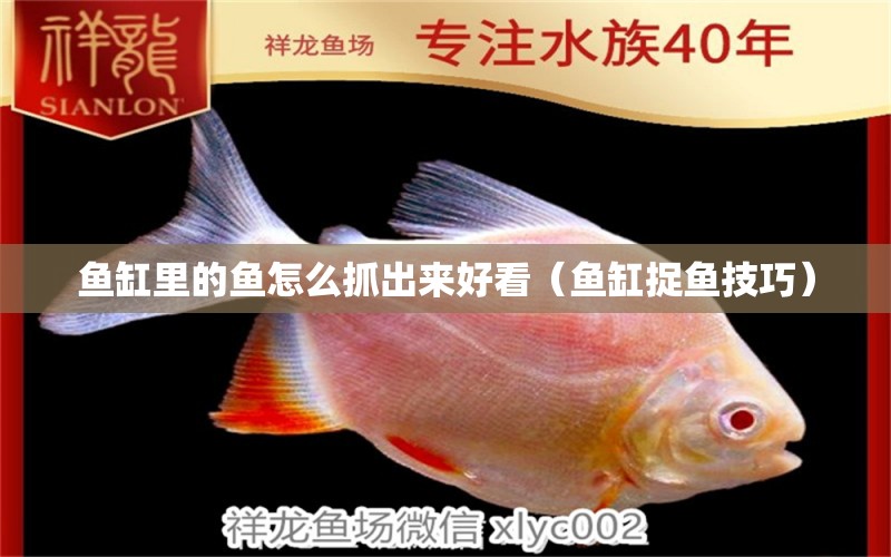 魚缸里的魚怎么抓出來好看（魚缸捉魚技巧）