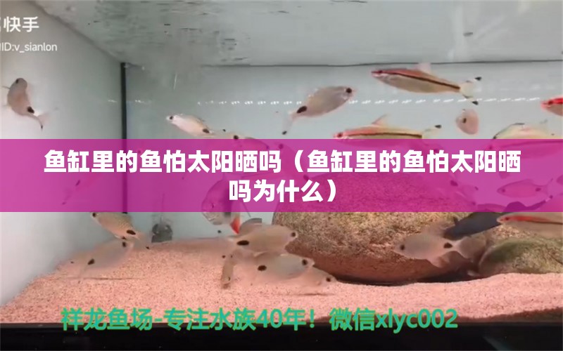 魚缸里的魚怕太陽曬嗎（魚缸里的魚怕太陽曬嗎為什么）