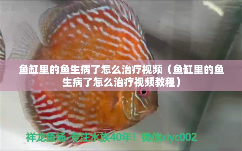 魚缸里的魚生病了怎么治療視頻（魚缸里的魚生病了怎么治療視頻教程）