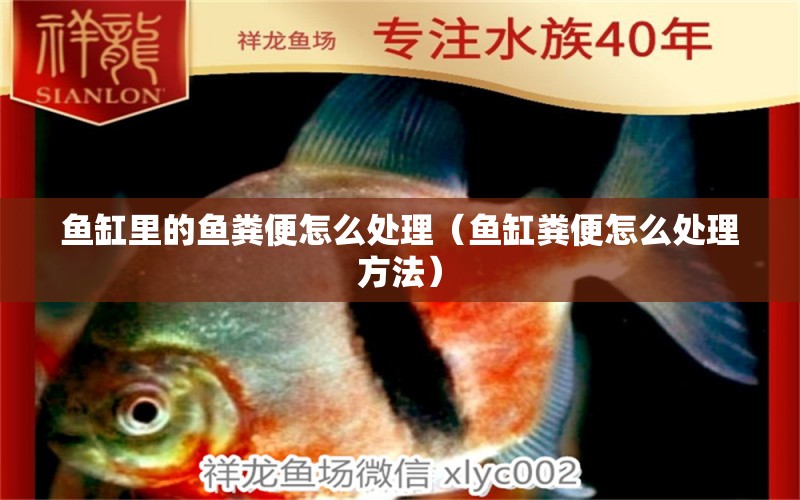 魚缸里的魚糞便怎么處理（魚缸糞便怎么處理方法）