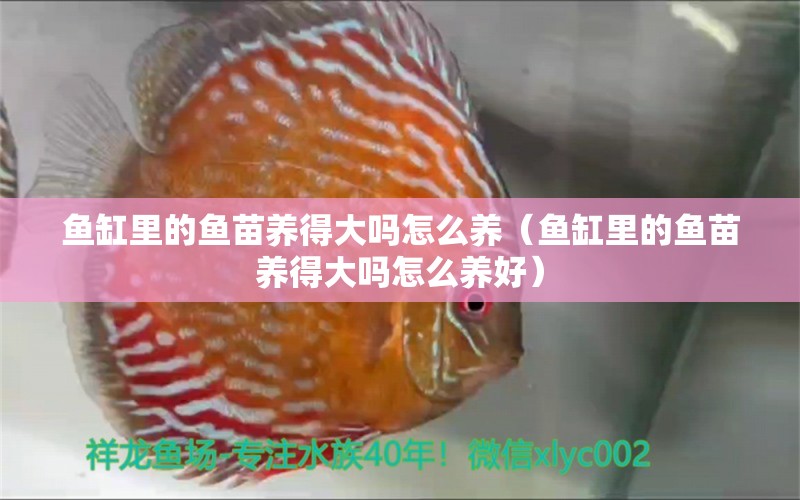 魚缸里的魚苗養(yǎng)得大嗎怎么養(yǎng)（魚缸里的魚苗養(yǎng)得大嗎怎么養(yǎng)好）