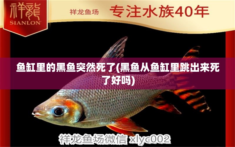 魚缸里的黑魚突然死了(黑魚從魚缸里跳出來死了好嗎) 白子關(guān)刀魚苗