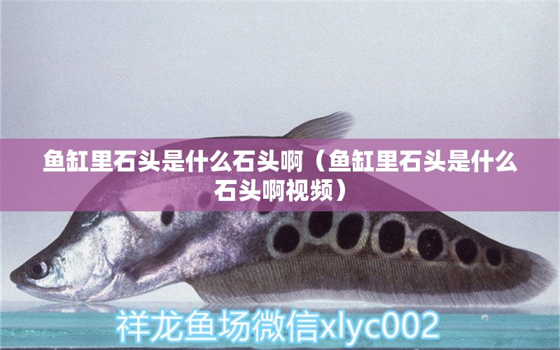 魚缸里石頭是什么石頭?。~缸里石頭是什么石頭啊視頻） 黃吉金龍（白子金龍魚）