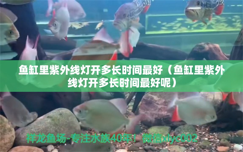 魚缸里紫外線燈開多長時間最好（魚缸里紫外線燈開多長時間最好呢）