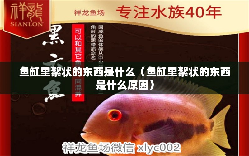 魚缸里絮狀的東西是什么（魚缸里絮狀的東西是什么原因） 成吉思汗鯊（球鯊）魚