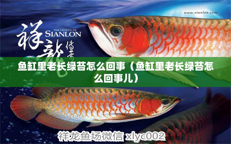 魚缸里老長綠苔怎么回事（魚缸里老長綠苔怎么回事兒）