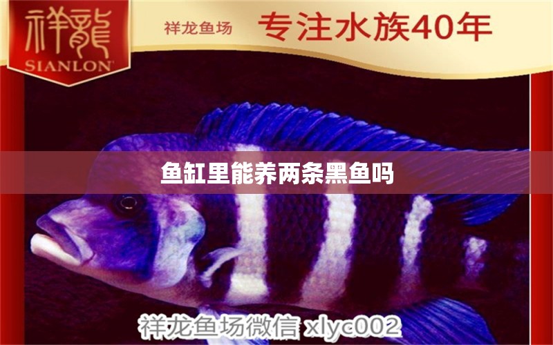 魚缸里能養(yǎng)兩條黑魚嗎 祥龍魚場