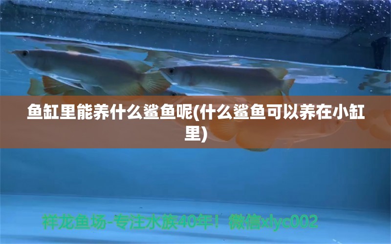 魚缸里能養(yǎng)什么鯊魚呢(什么鯊魚可以養(yǎng)在小缸里) 潛水艇魚