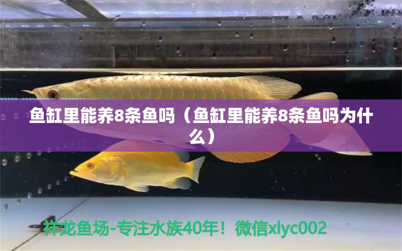 魚缸里能養(yǎng)8條魚嗎（魚缸里能養(yǎng)8條魚嗎為什么）