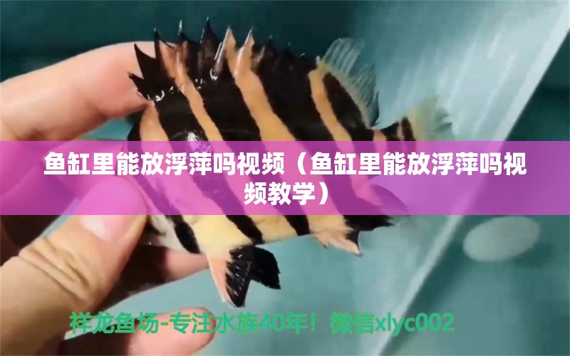 魚缸里能放浮萍嗎視頻（魚缸里能放浮萍嗎視頻教學） 巨骨舌魚