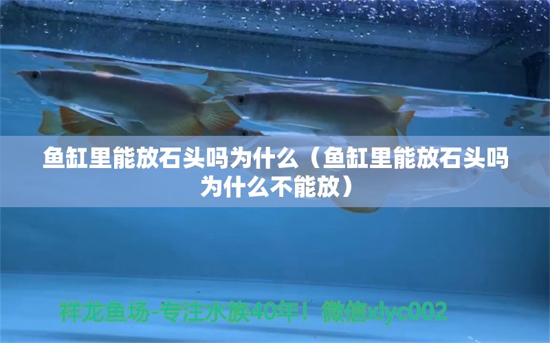 魚缸里能放石頭嗎為什么（魚缸里能放石頭嗎為什么不能放）