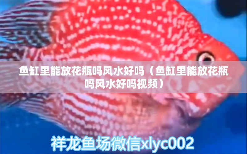 魚缸里能放花瓶嗎風(fēng)水好嗎（魚缸里能放花瓶嗎風(fēng)水好嗎視頻） 魚缸風(fēng)水