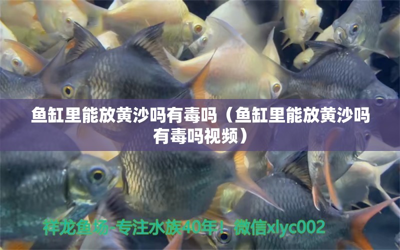 魚缸里能放黃沙嗎有毒嗎（魚缸里能放黃沙嗎有毒嗎視頻）