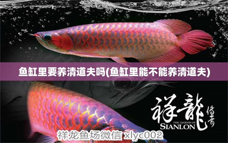 魚(yú)缸里要養(yǎng)清道夫嗎(魚(yú)缸里能不能養(yǎng)清道夫) 綠皮辣椒小紅龍 第1張