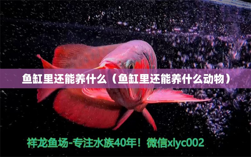 魚缸里還能養(yǎng)什么（魚缸里還能養(yǎng)什么動(dòng)物）