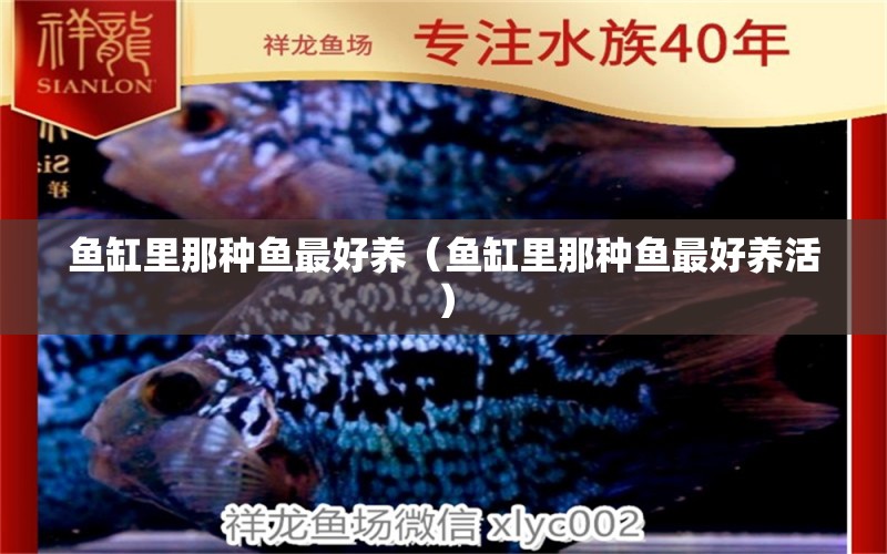 魚(yú)缸里那種魚(yú)最好養(yǎng)（魚(yú)缸里那種魚(yú)最好養(yǎng)活） BD魟魚(yú)