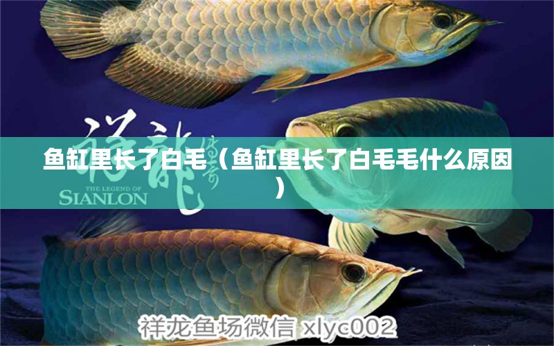 魚缸里長了白毛（魚缸里長了白毛毛什么原因）