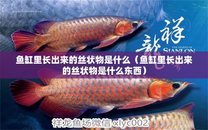 魚缸里長出來的絲狀物是什么（魚缸里長出來的絲狀物是什么東西）