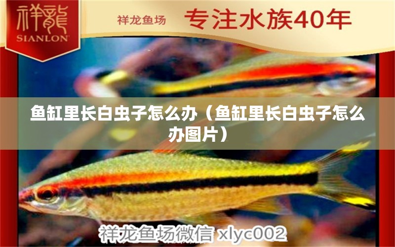 魚缸里長(zhǎng)白蟲子怎么辦（魚缸里長(zhǎng)白蟲子怎么辦圖片）