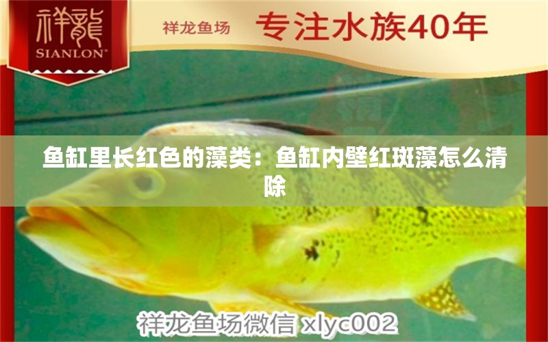 魚缸里長紅色的藻類：魚缸內壁紅斑藻怎么清除 養(yǎng)魚的好處 第1張