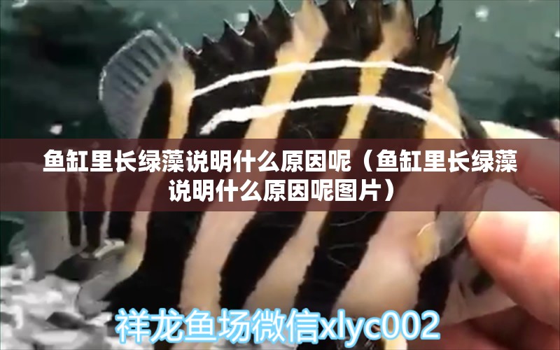 魚(yú)缸里長(zhǎng)綠藻說(shuō)明什么原因呢（魚(yú)缸里長(zhǎng)綠藻說(shuō)明什么原因呢圖片）