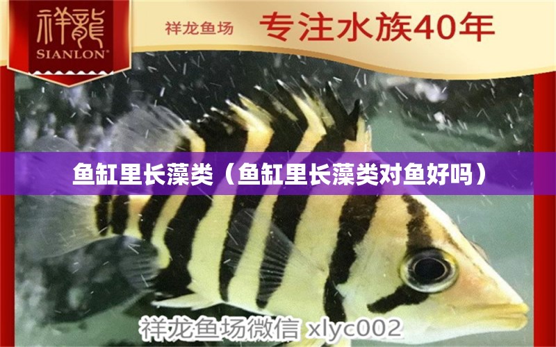 魚缸里長藻類（魚缸里長藻類對魚好嗎） 祥龍水族醫(yī)院