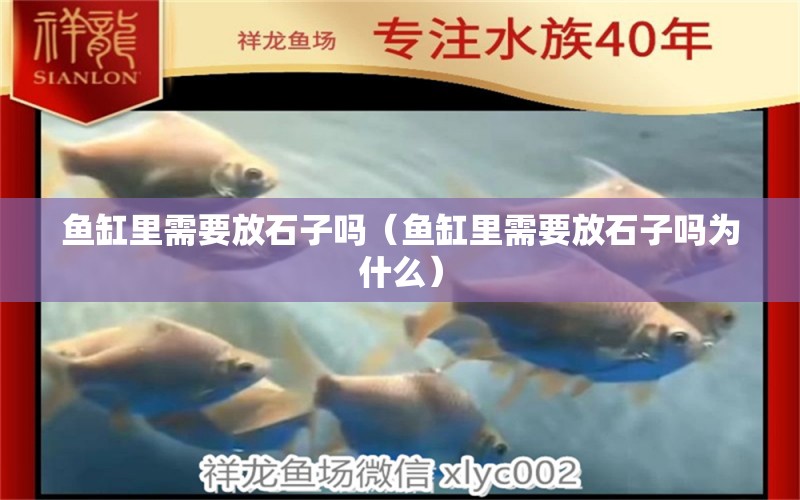 魚缸里需要放石子嗎（魚缸里需要放石子嗎為什么） 其他品牌魚缸