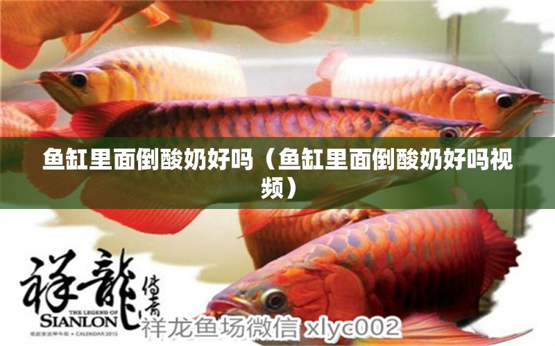 魚缸里面倒酸奶好嗎（魚缸里面倒酸奶好嗎視頻） 觀賞魚市場（混養(yǎng)魚）