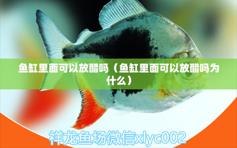 魚缸里面可以放醋嗎（魚缸里面可以放醋嗎為什么）