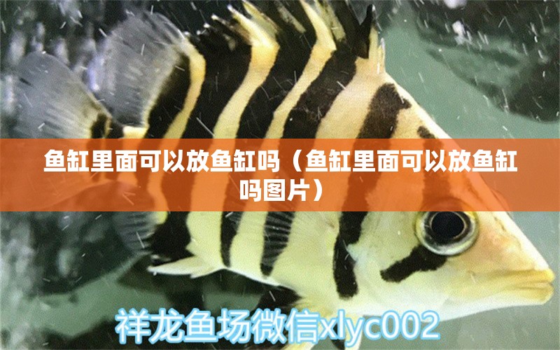 魚缸里面可以放魚缸嗎（魚缸里面可以放魚缸嗎圖片）