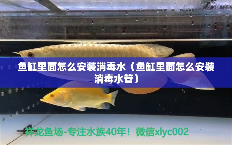 魚(yú)缸里面怎么安裝消毒水（魚(yú)缸里面怎么安裝消毒水管）