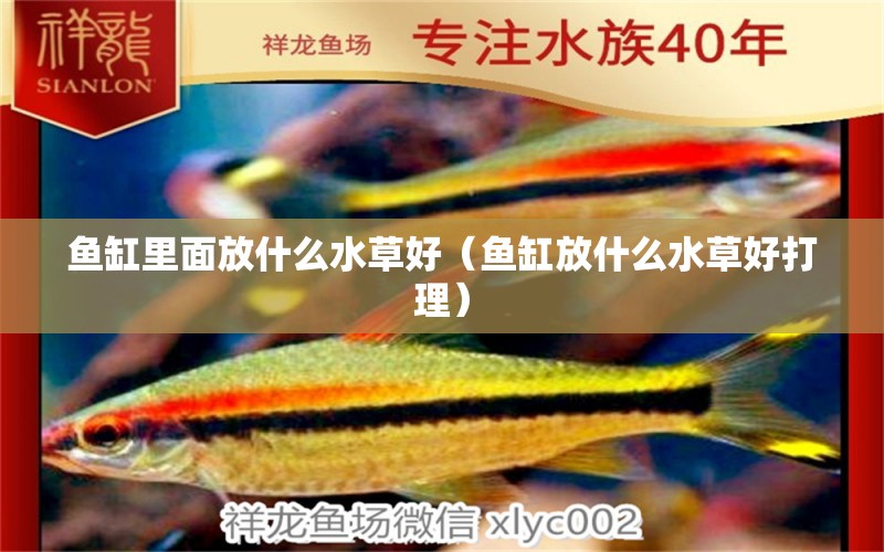 魚缸里面放什么水草好（魚缸放什么水草好打理）