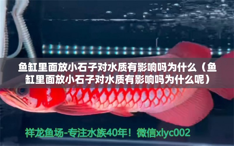 魚缸里面放小石子對(duì)水質(zhì)有影響嗎為什么（魚缸里面放小石子對(duì)水質(zhì)有影響嗎為什么呢）