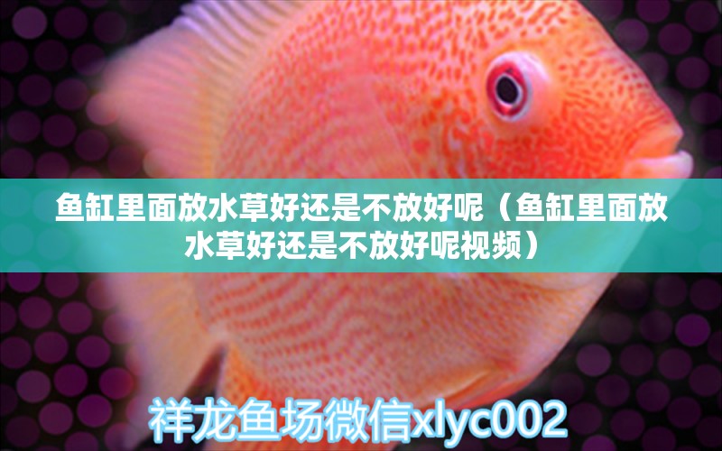 魚缸里面放水草好還是不放好呢（魚缸里面放水草好還是不放好呢視頻）