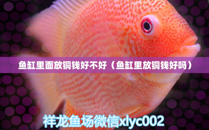 魚缸里面放銅錢好不好（魚缸里放銅錢好嗎）