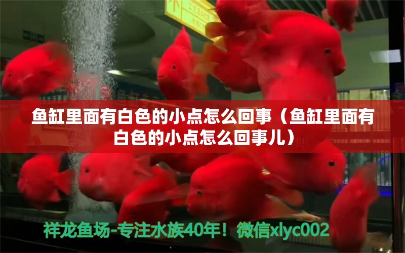 魚缸里面有白色的小點(diǎn)怎么回事（魚缸里面有白色的小點(diǎn)怎么回事兒） 其他品牌魚缸