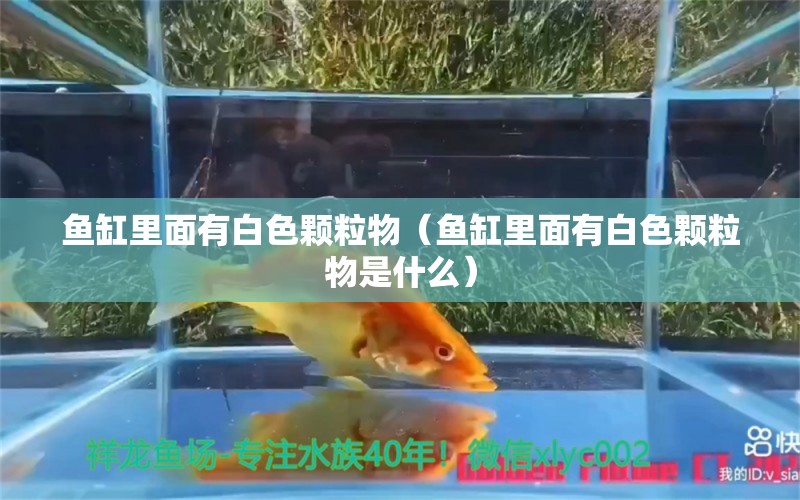 魚缸里面有白色顆粒物（魚缸里面有白色顆粒物是什么） 水族品牌