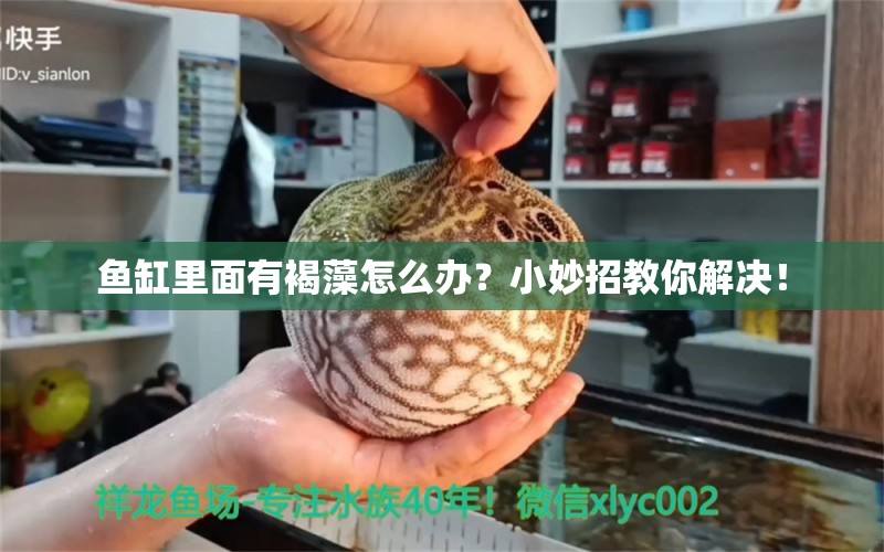 魚缸里面有褐藻怎么辦？小妙招教你解決！