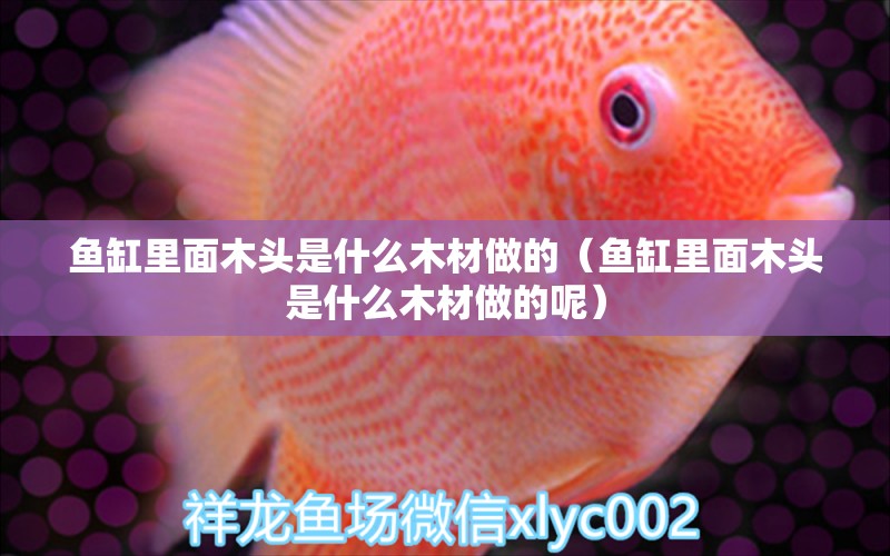 魚缸里面木頭是什么木材做的（魚缸里面木頭是什么木材做的呢） 其他品牌魚缸