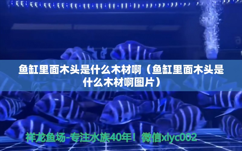 魚(yú)缸里面木頭是什么木材?。~(yú)缸里面木頭是什么木材啊圖片） 其他品牌魚(yú)缸