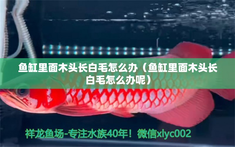 魚缸里面木頭長白毛怎么辦（魚缸里面木頭長白毛怎么辦呢） 其他品牌魚缸