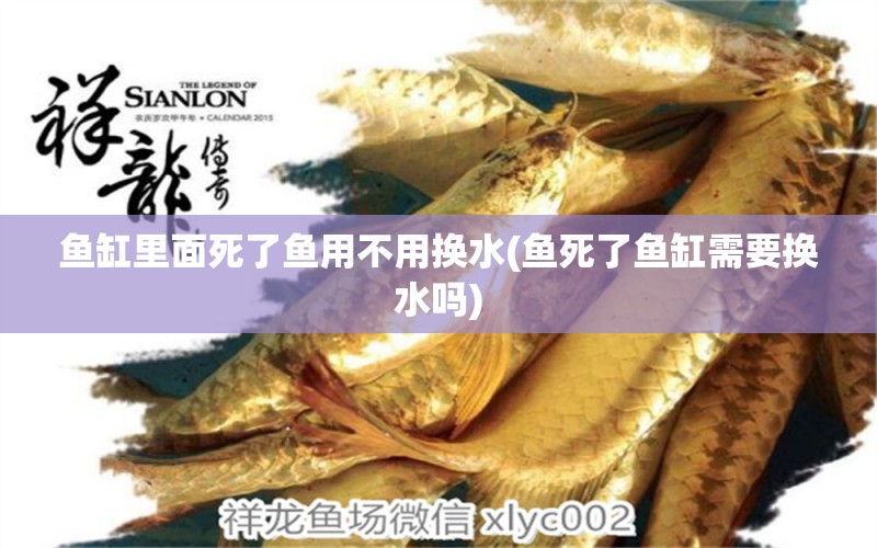 魚缸里面死了魚用不用換水(魚死了魚缸需要換水嗎) 黑金魟魚