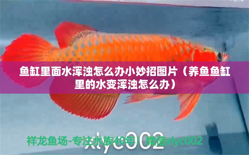 魚(yú)缸里面水渾濁怎么辦小妙招圖片（養(yǎng)魚(yú)魚(yú)缸里的水變渾濁怎么辦） 狗頭魚(yú) 第1張