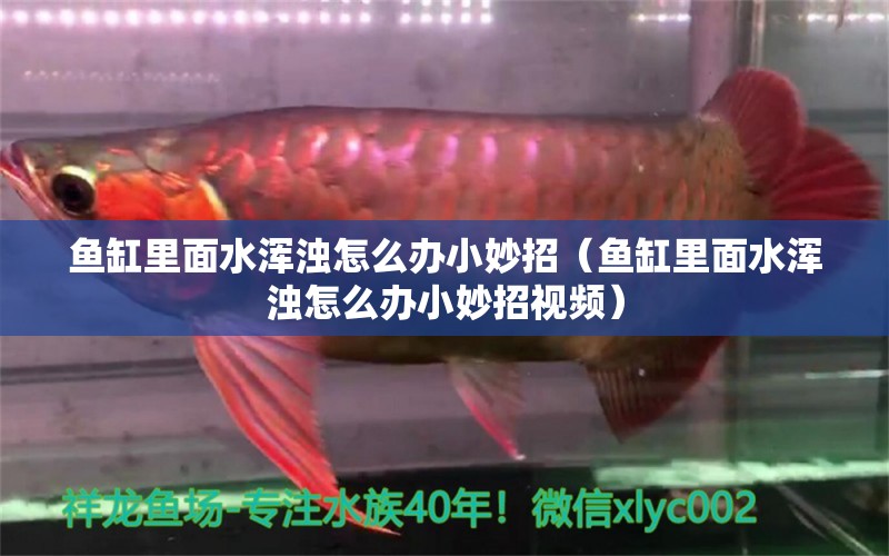 魚缸里面水渾濁怎么辦小妙招（魚缸里面水渾濁怎么辦小妙招視頻） 斑馬狗頭魚